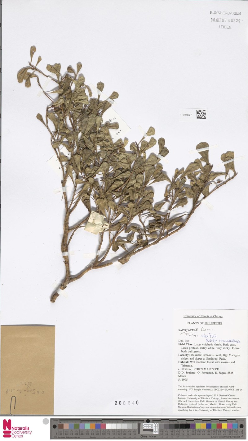 Ficus oleifolia subsp. monantha