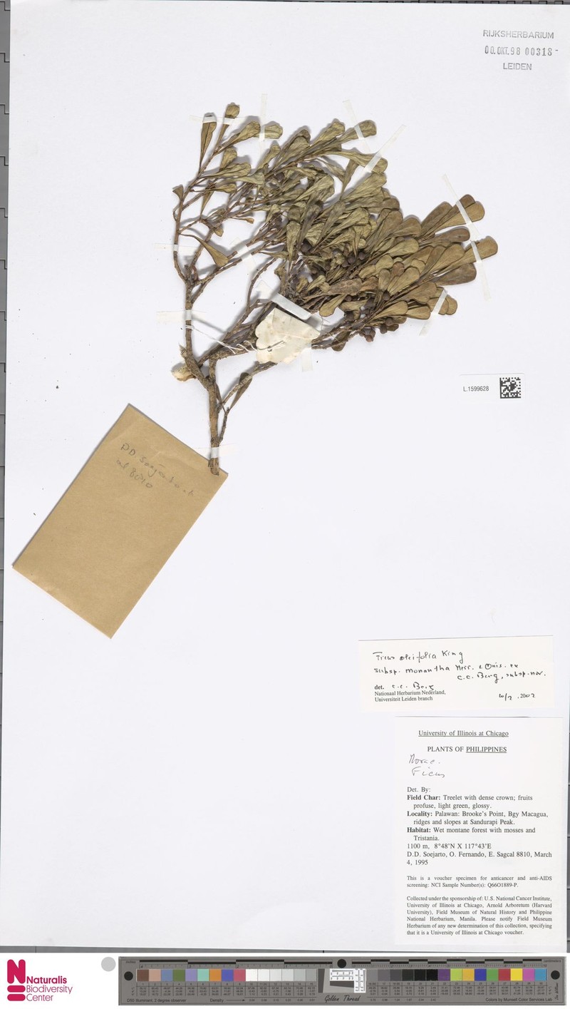 Ficus oleifolia subsp. monantha photo 2