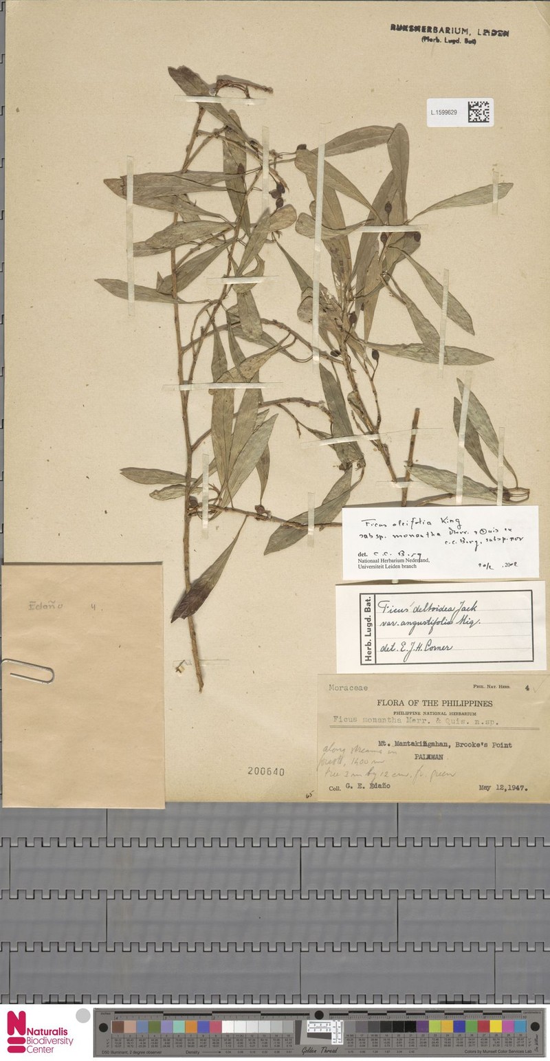 Ficus oleifolia subsp. monantha photo 3