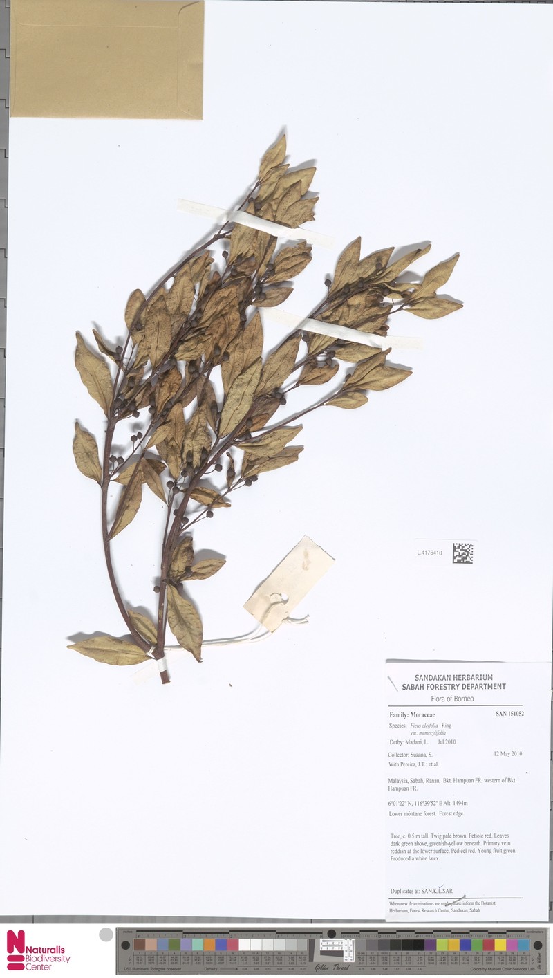 Ficus oleifolia subsp. oleifolia