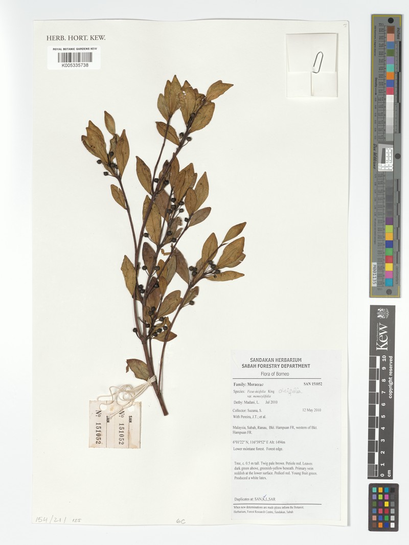 Ficus oleifolia subsp. oleifolia photo 2