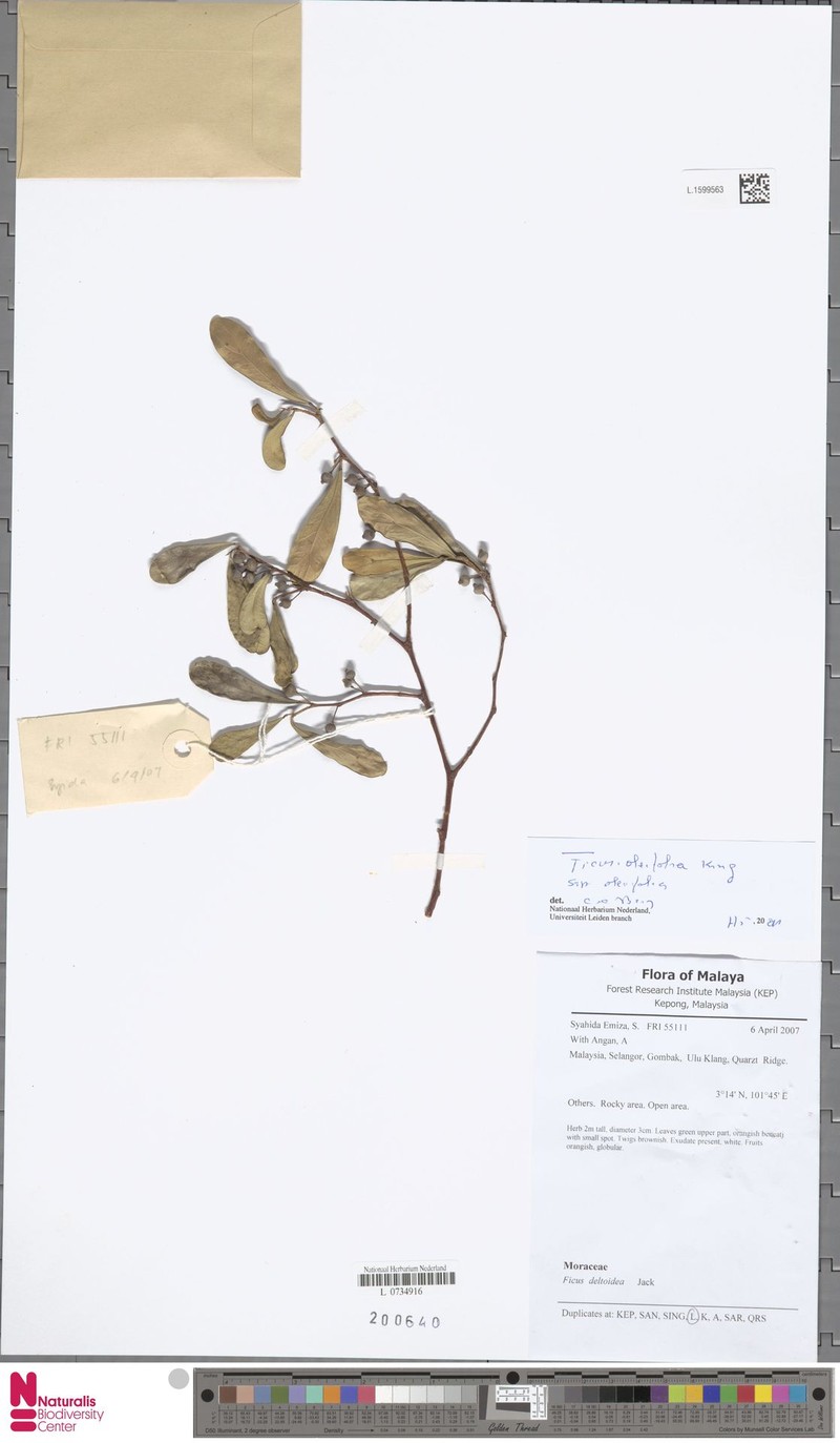 Ficus oleifolia subsp. oleifolia photo 3