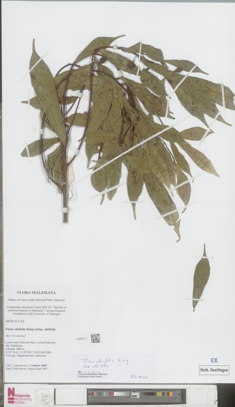 Ficus oleifolia subsp. oleifolia photo 4
