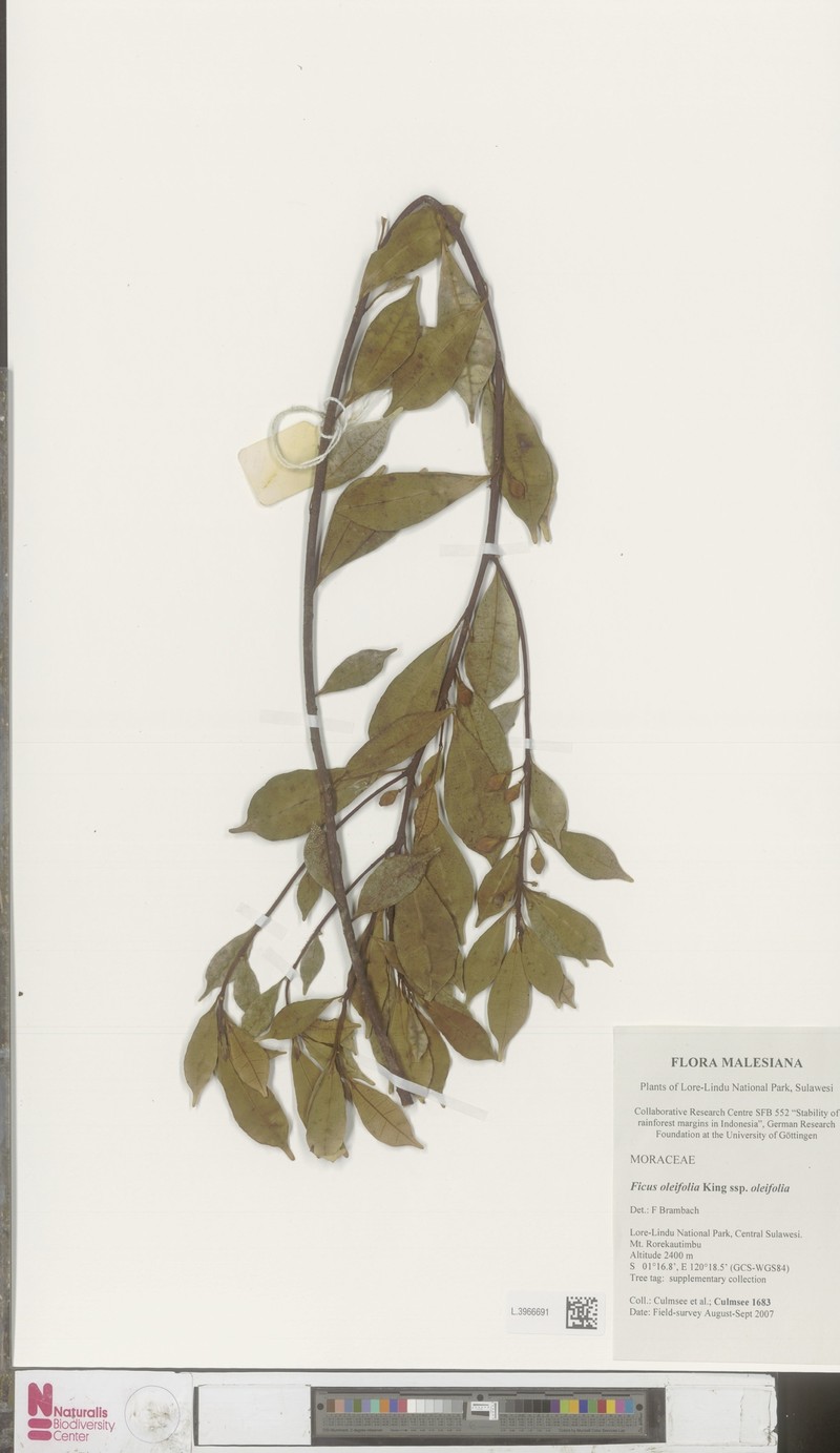 Ficus oleifolia subsp. oleifolia photo 5