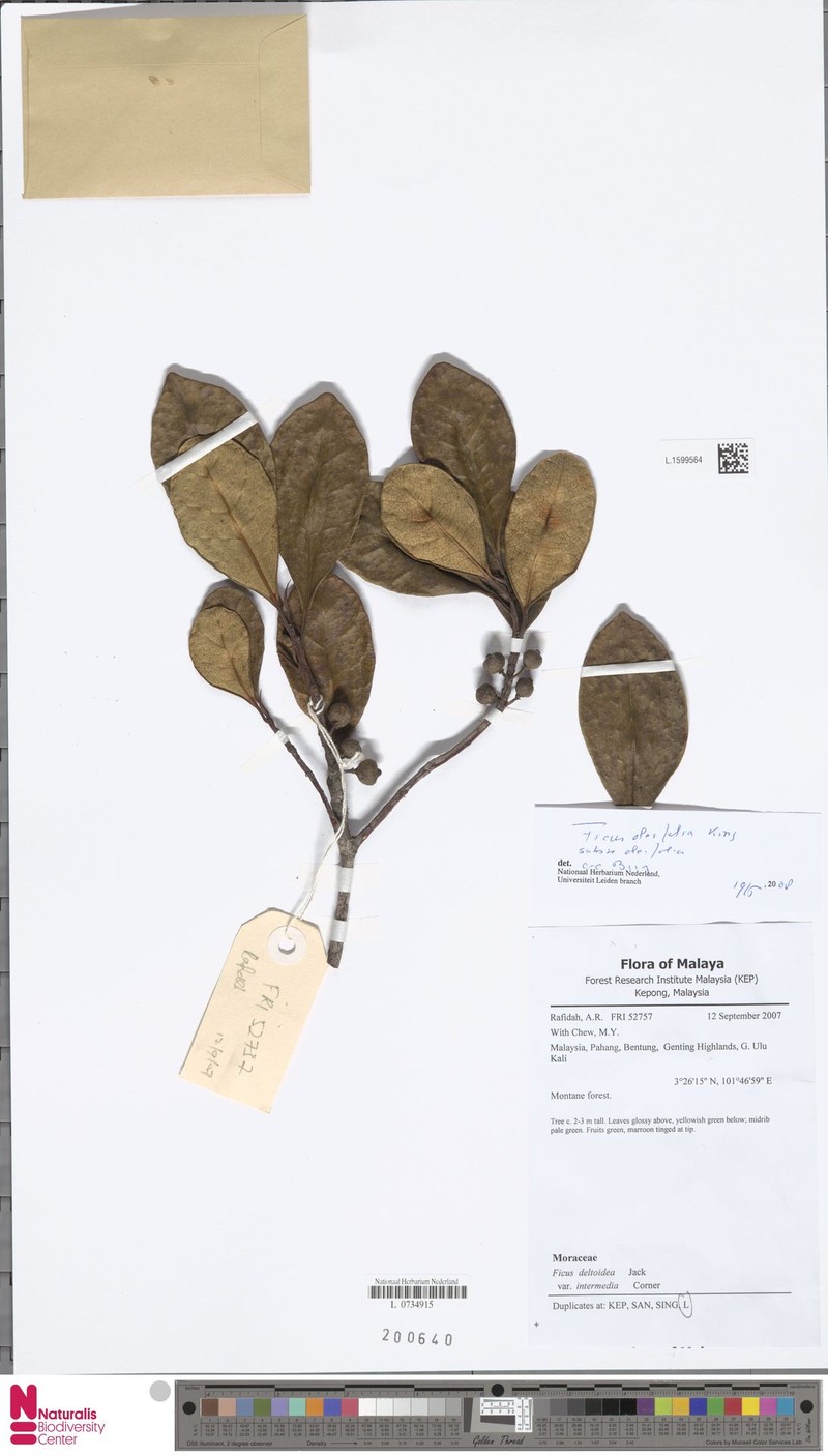 Ficus oleifolia subsp. oleifolia photo 6