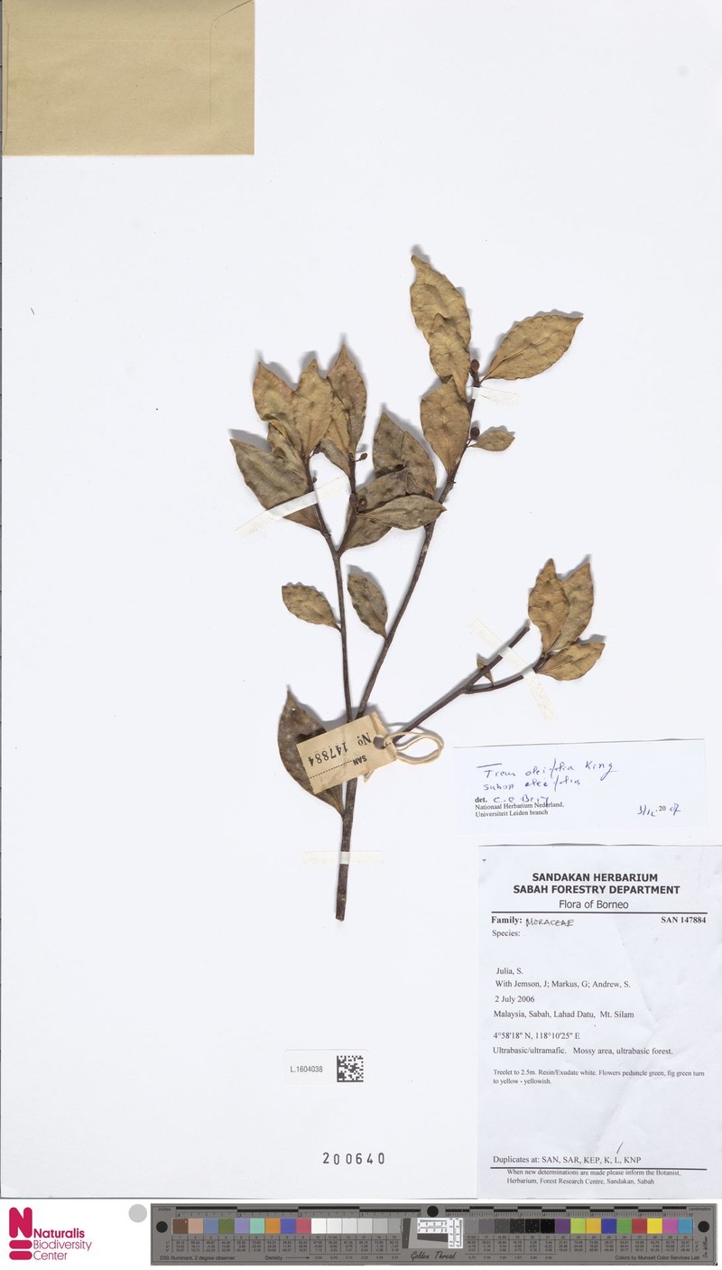 Ficus oleifolia subsp. oleifolia photo 7