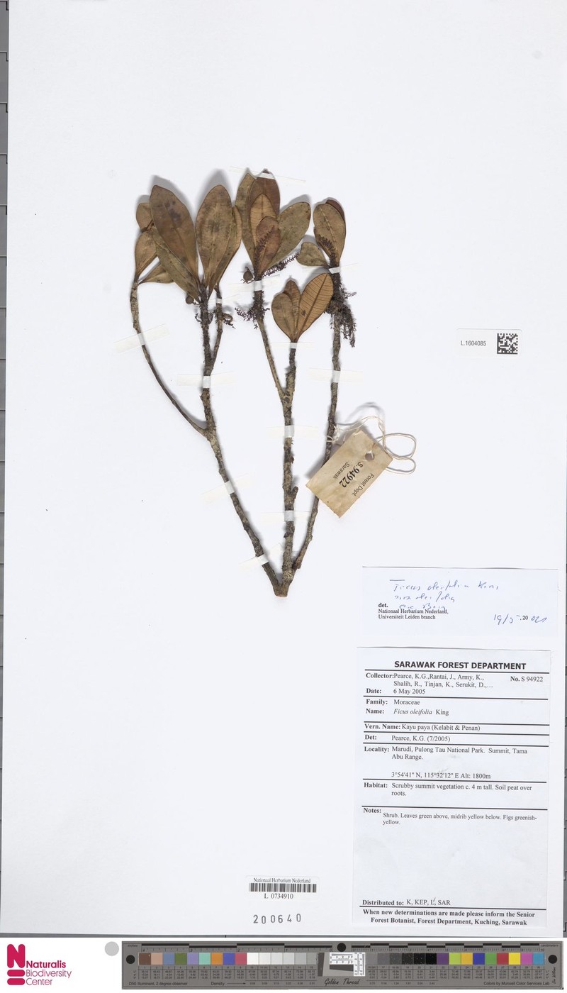 Ficus oleifolia subsp. oleifolia photo 8