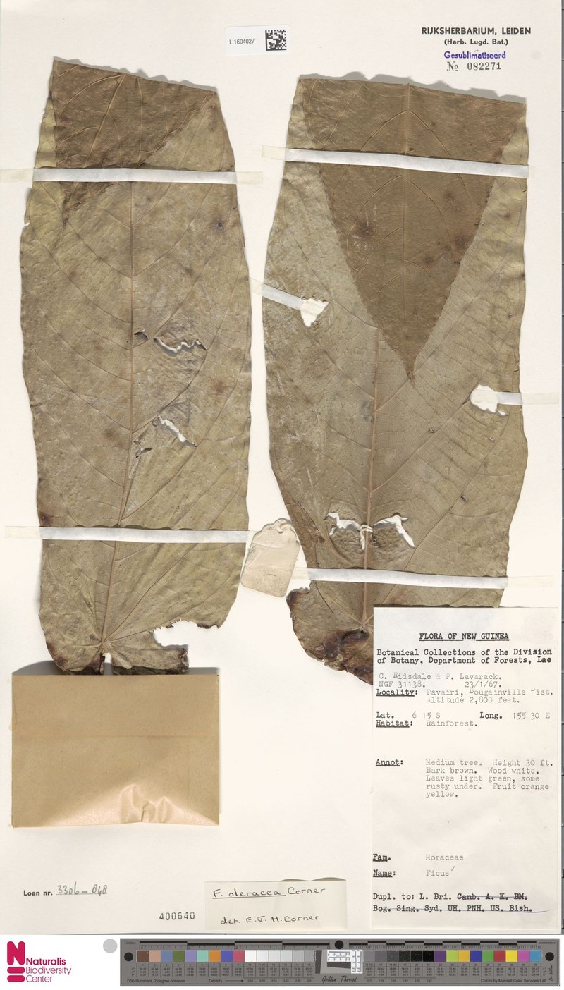 Ficus oleracea