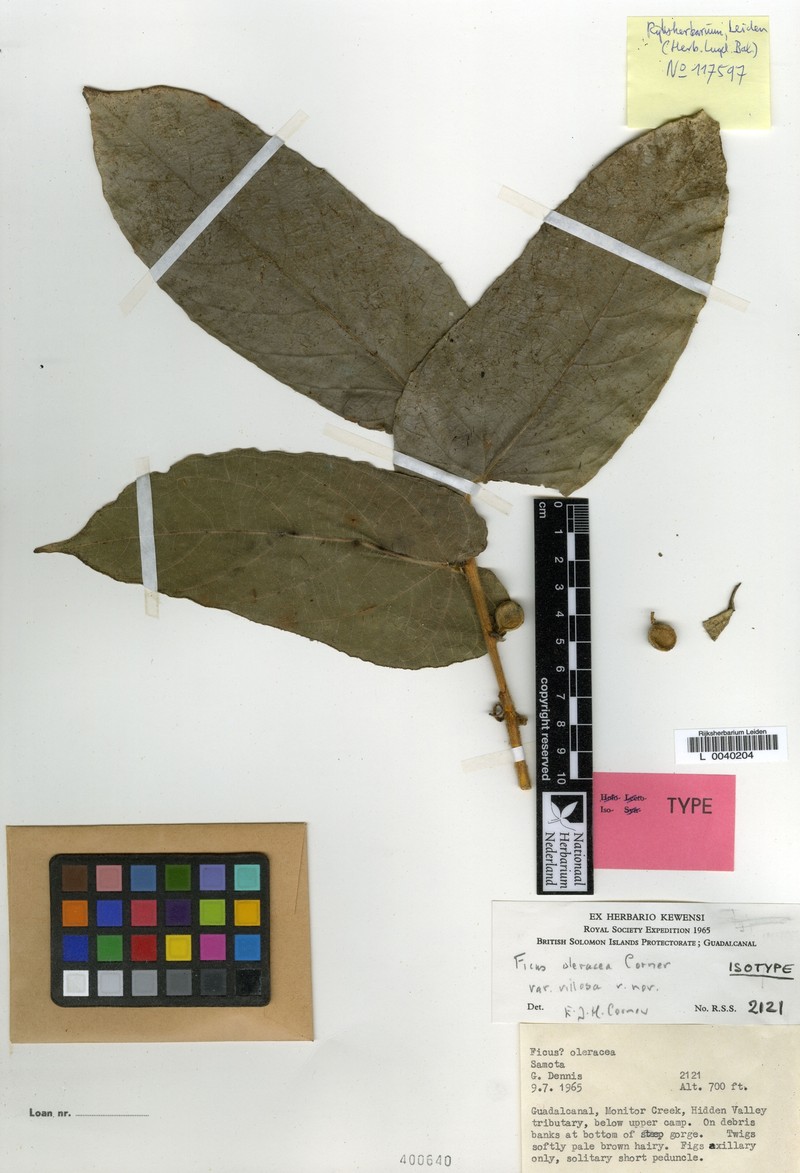 Ficus oleracea photo 2