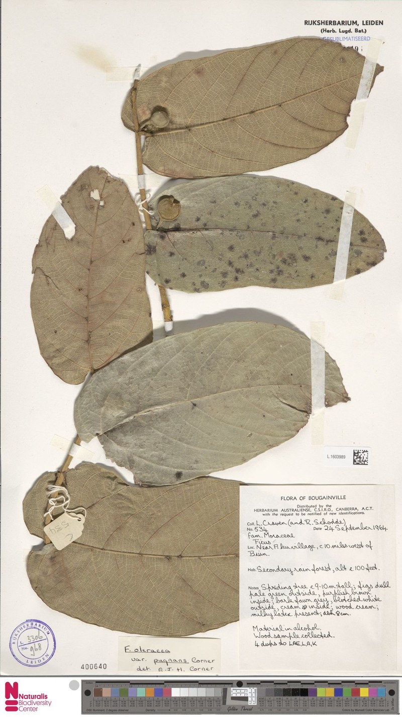 Ficus oleracea photo 3