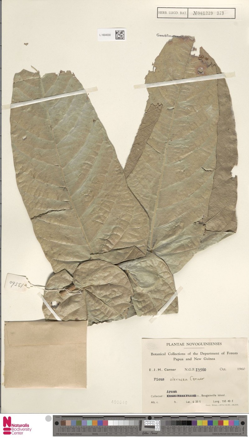 Ficus oleracea photo 4