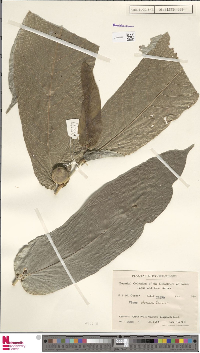 Ficus oleracea photo 5