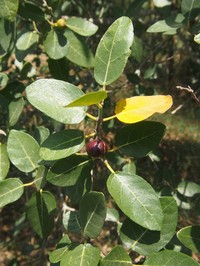 Ficus opposita