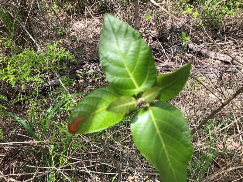 Ficus opposita photo 2