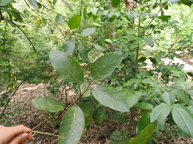 Ficus opposita photo 3