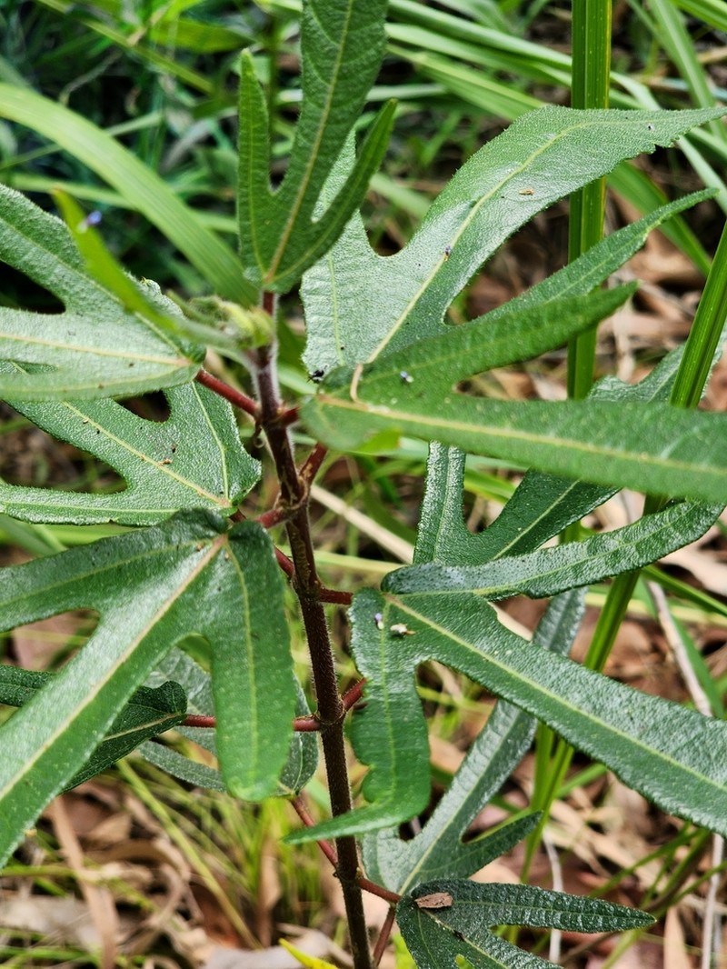Ficus opposita photo 4