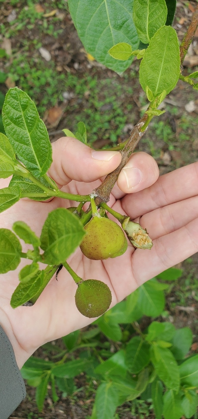 Ficus opposita photo 5