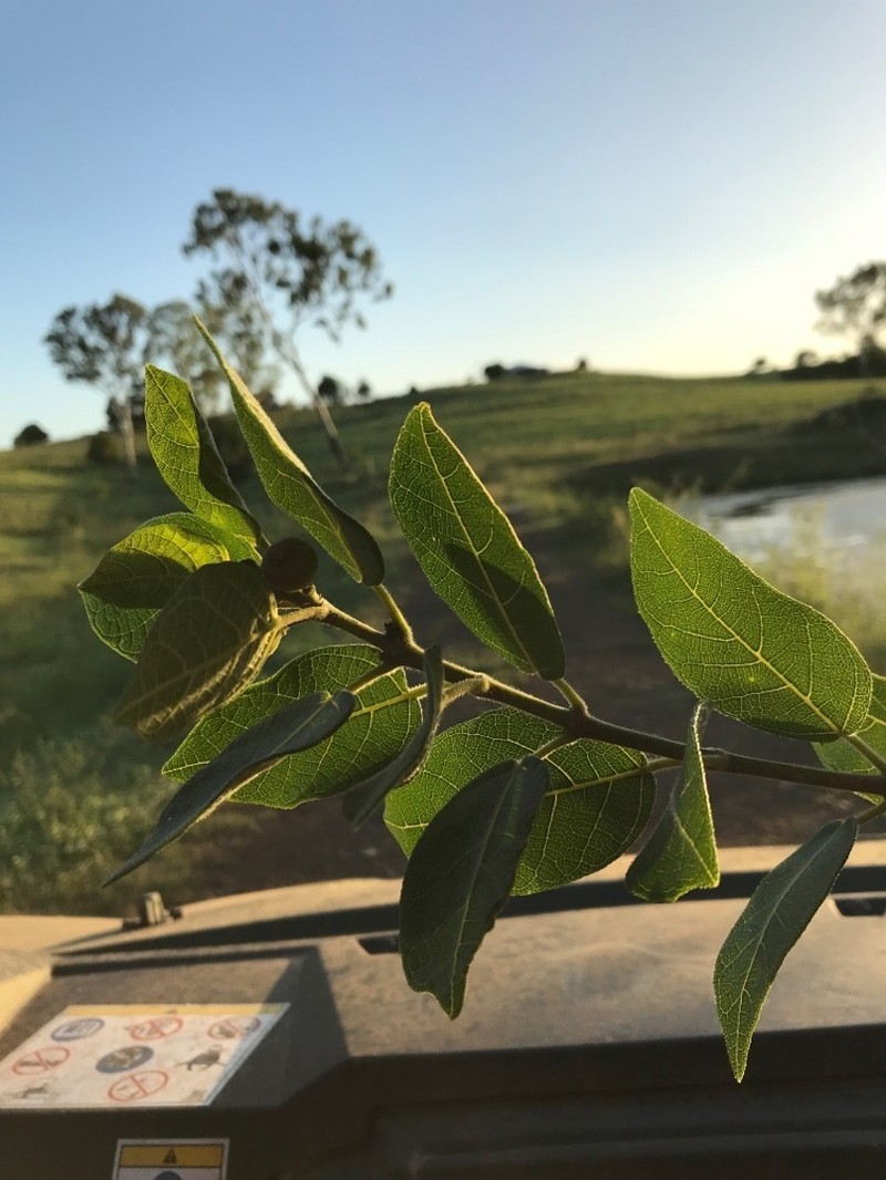 Ficus opposita photo 6