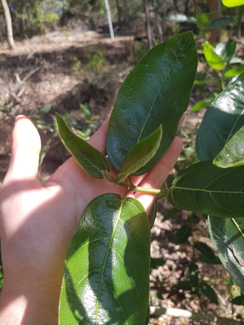 Ficus opposita photo 7