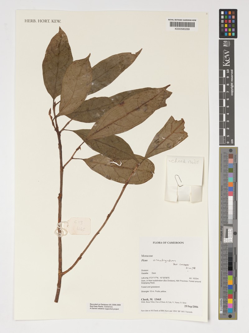 Ficus oreodryadum