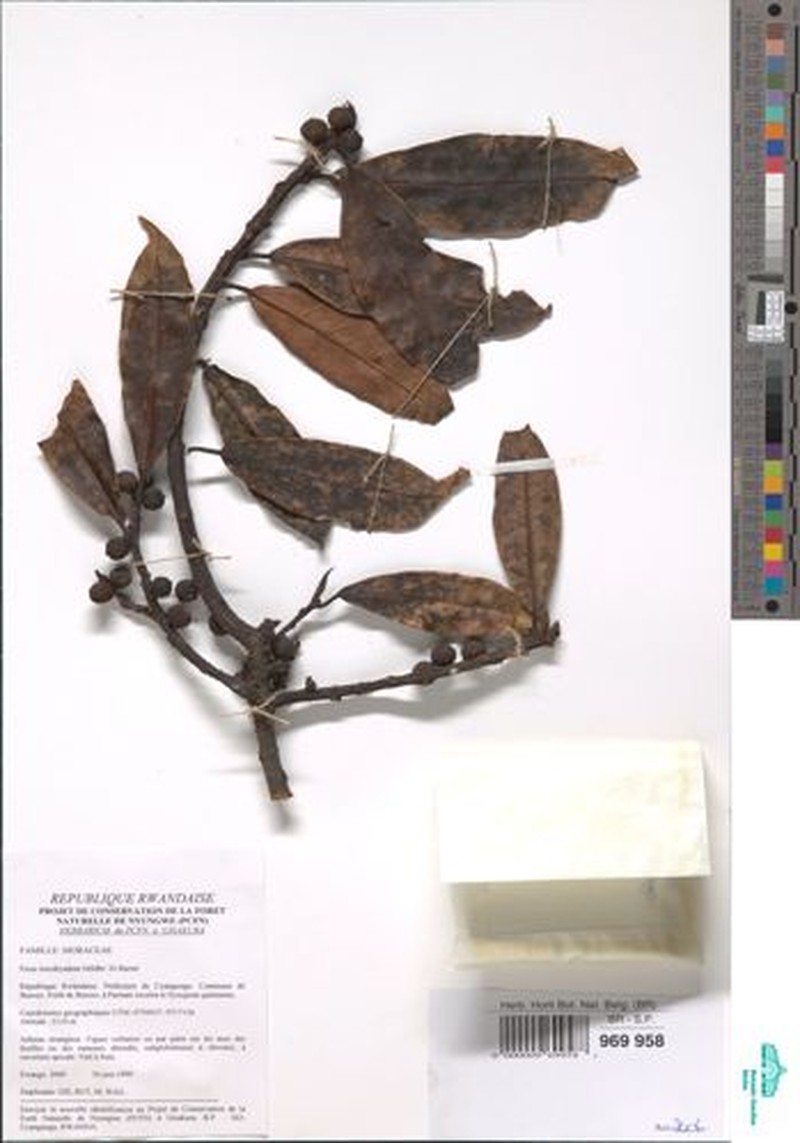 Ficus oreodryadum photo 2