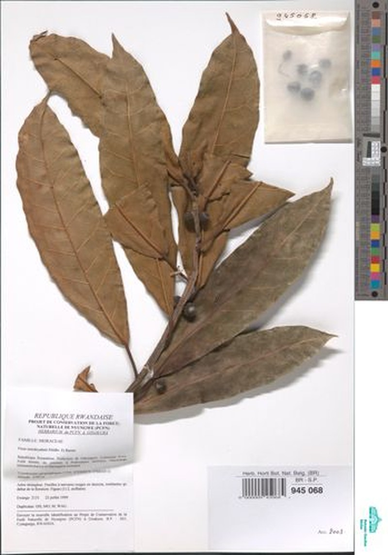 Ficus oreodryadum photo 3