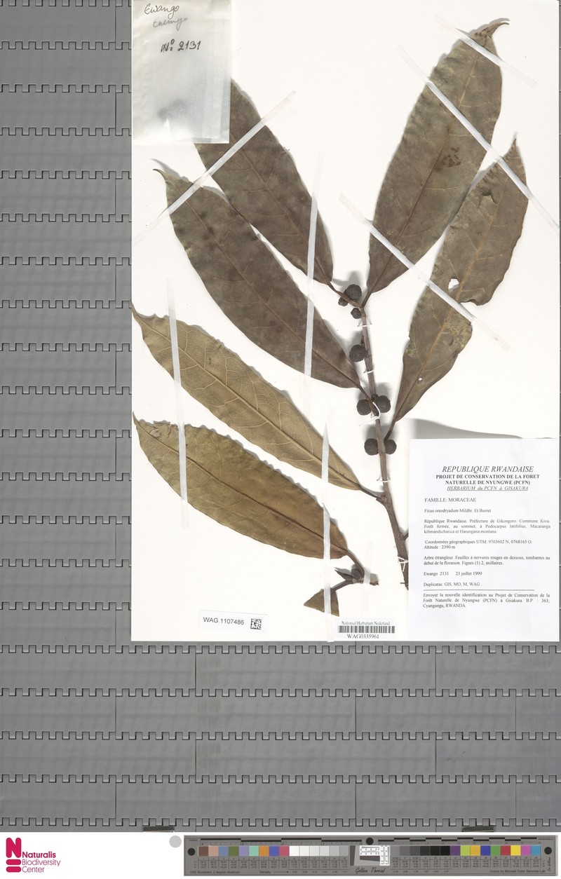 Ficus oreodryadum photo 4