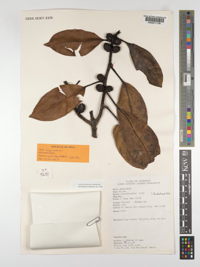 Ficus oreodryadum photo 6