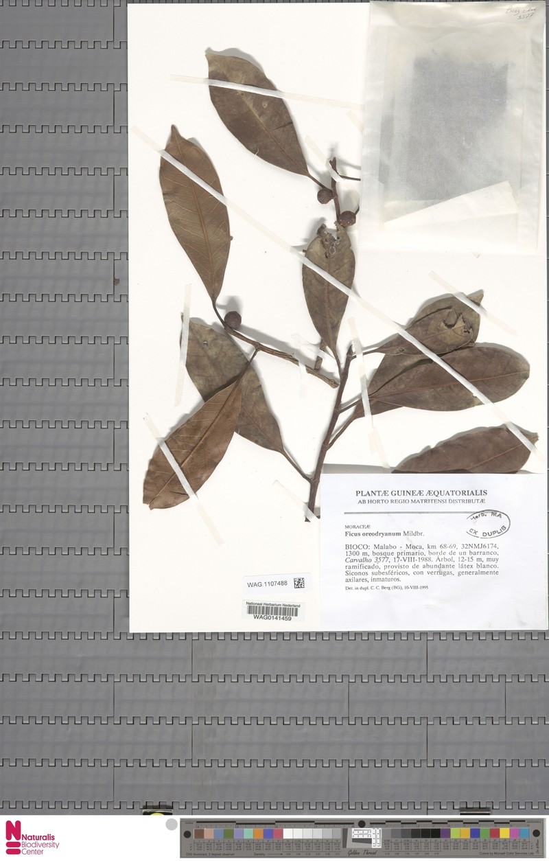 Ficus oreodryadum photo 7