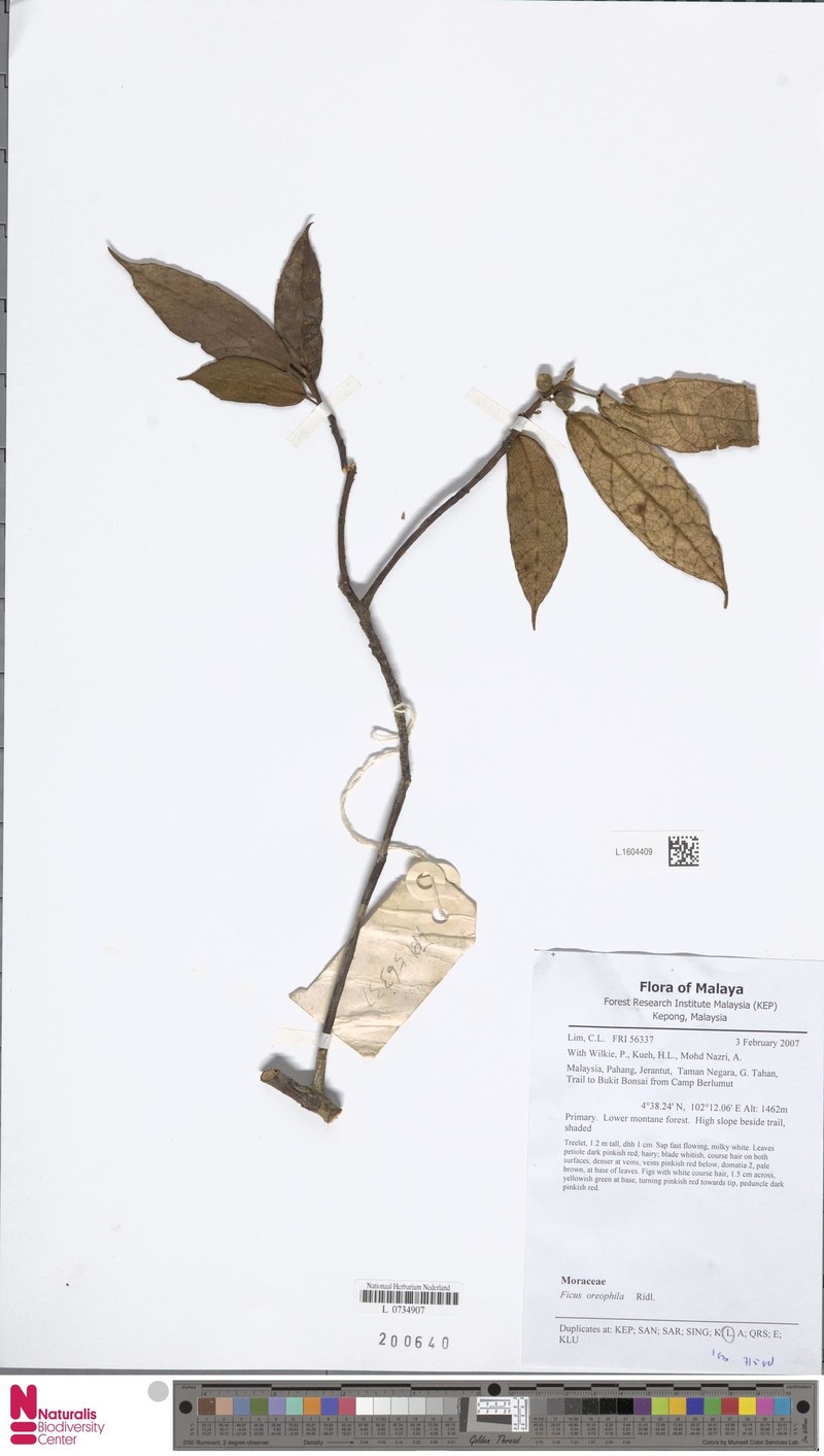 Ficus oreophila