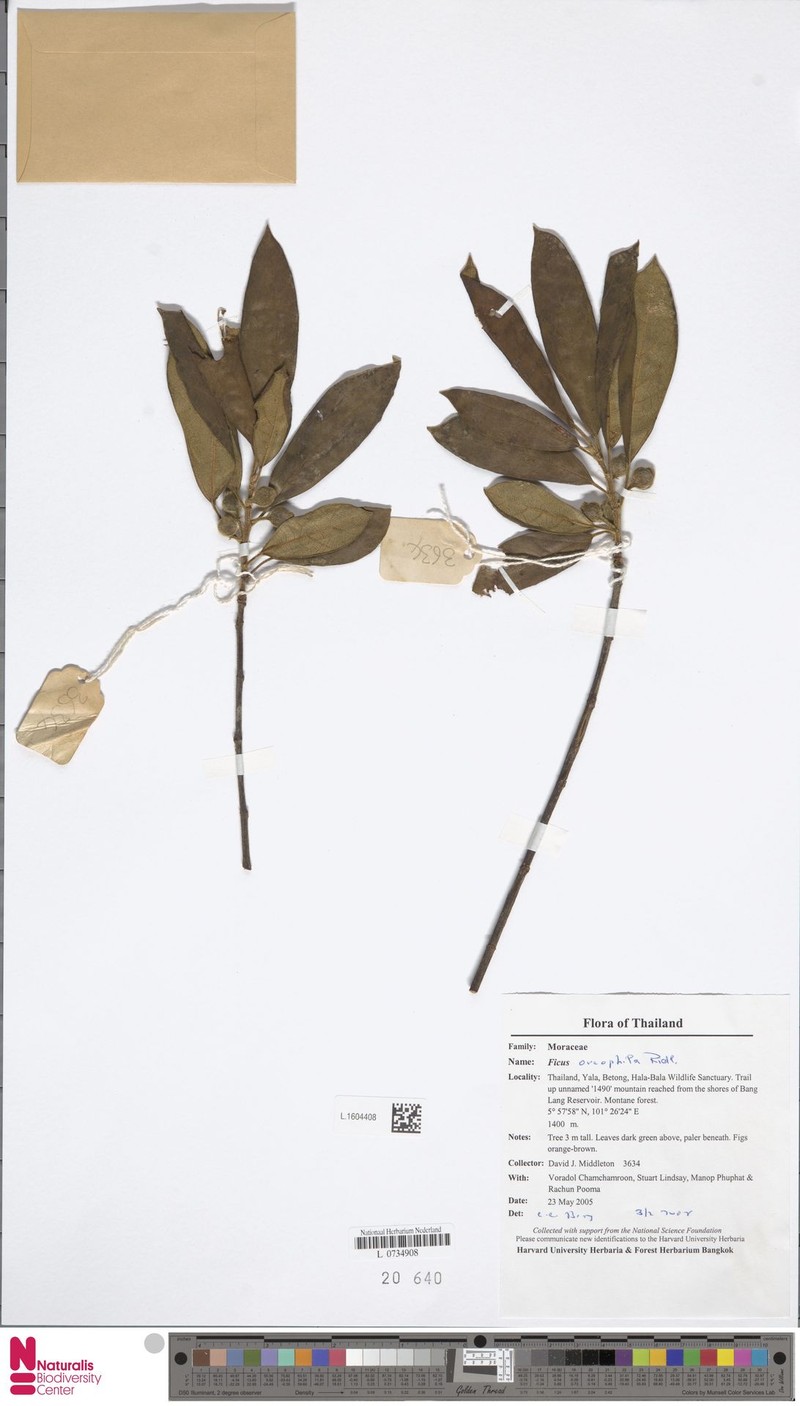 Ficus oreophila photo 2