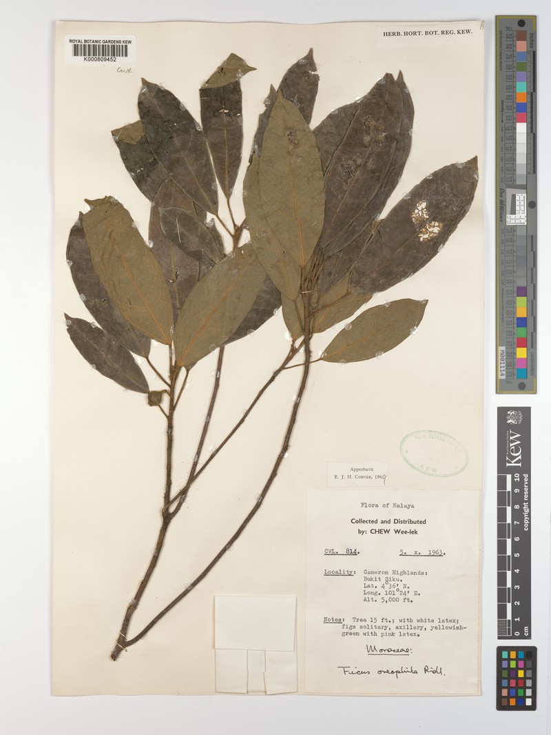 Ficus oreophila photo 3
