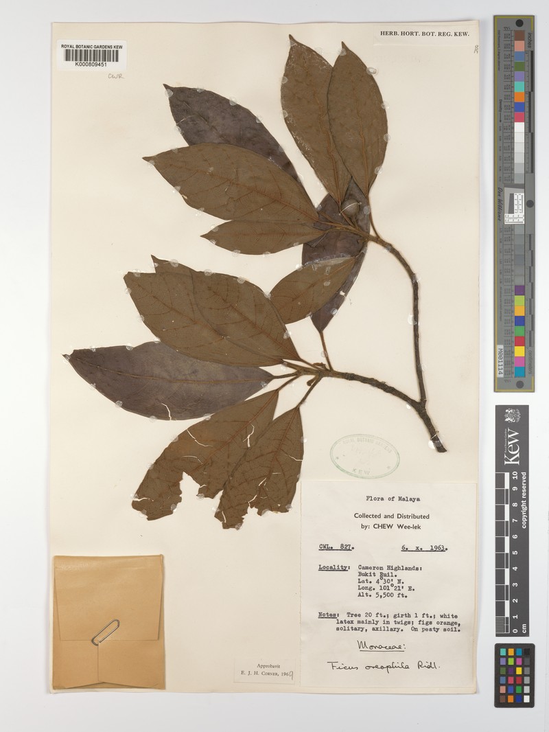 Ficus oreophila photo 4