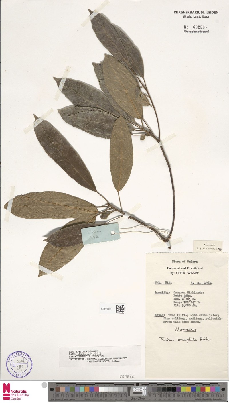 Ficus oreophila photo 5