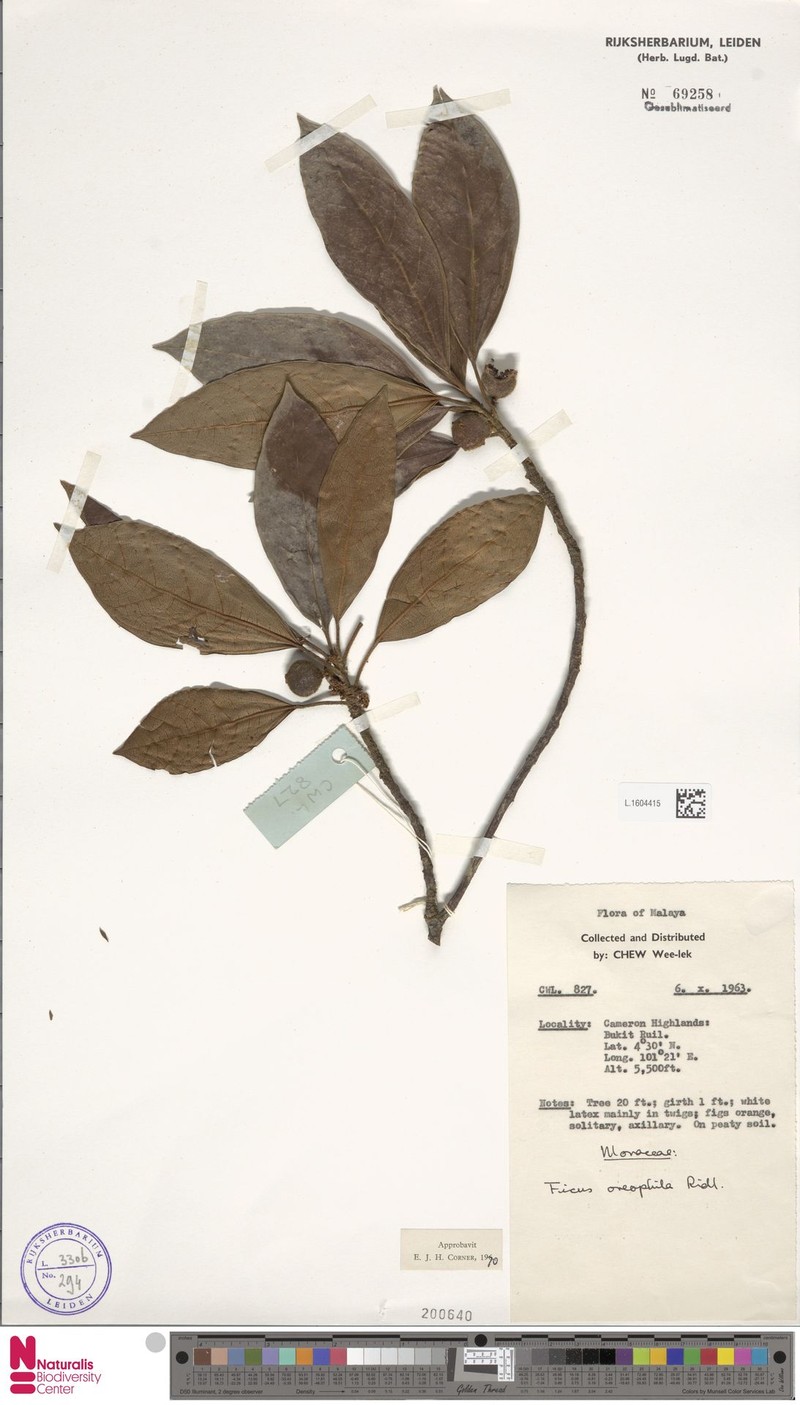 Ficus oreophila photo 6