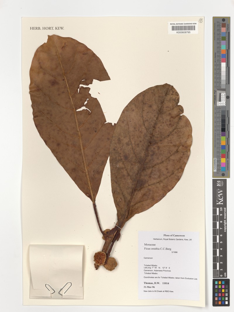 Ficus oresbia