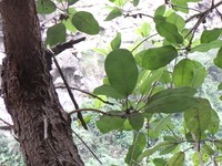 Ficus orthoneura