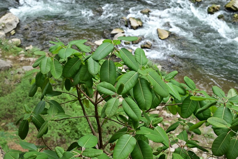 Ficus orthoneura photo 2