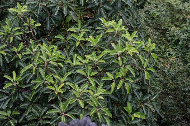 Ficus orthoneura photo 4