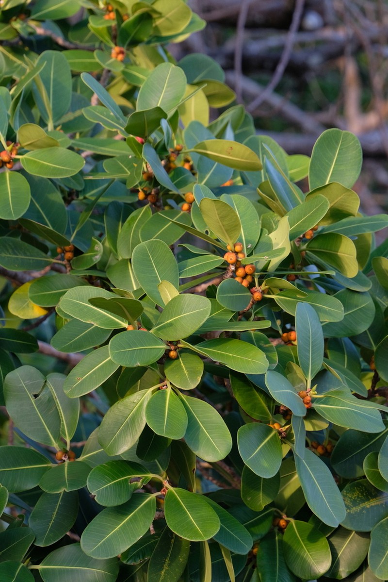 Ficus orthoneura photo 5