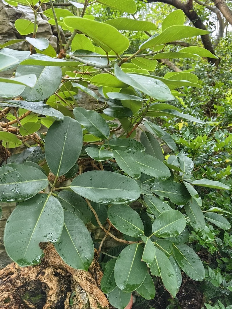 Ficus orthoneura photo 6