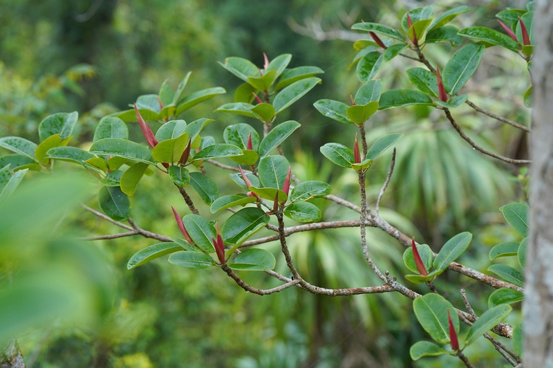 Ficus orthoneura photo 7