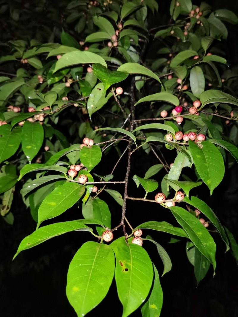 Ficus osensis