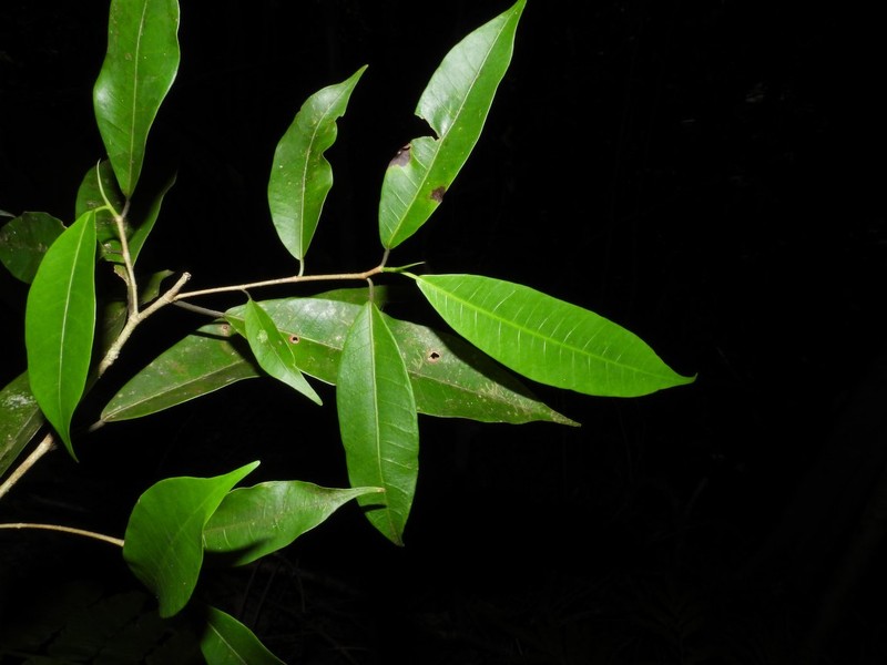 Ficus osensis photo 2