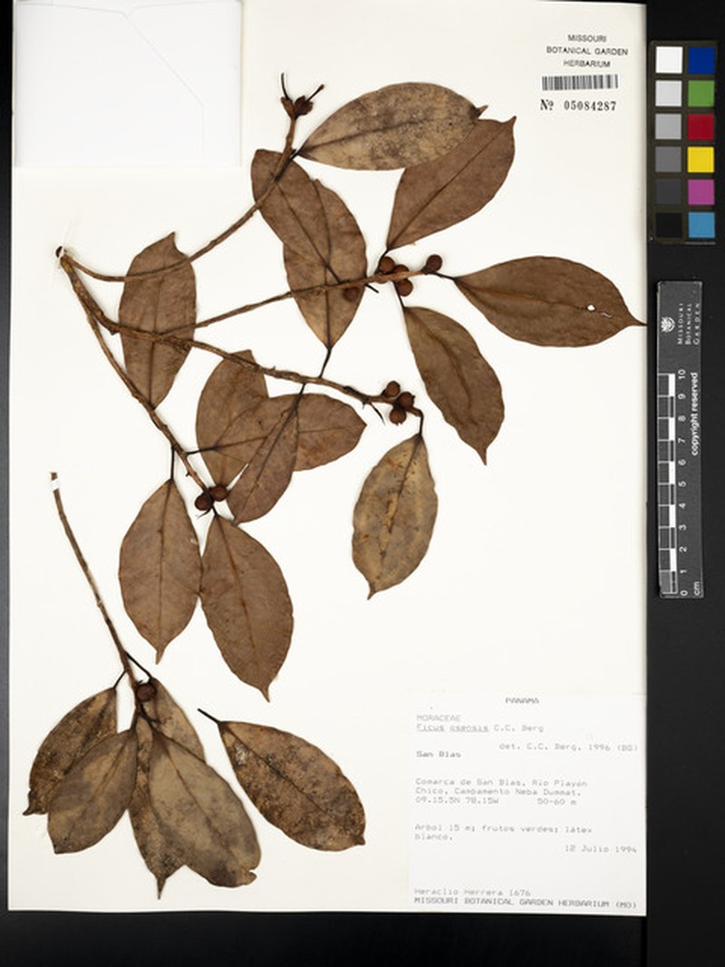 Ficus osensis photo 3