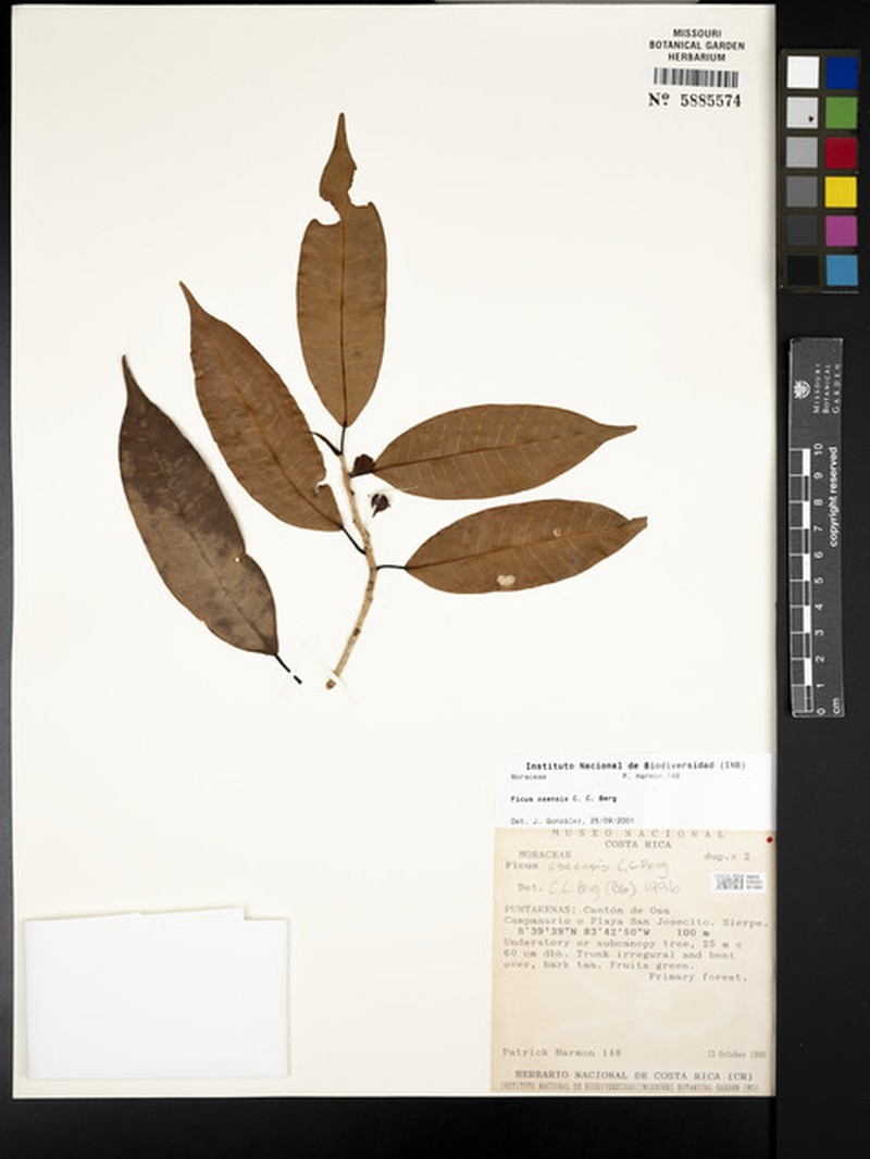 Ficus osensis photo 4