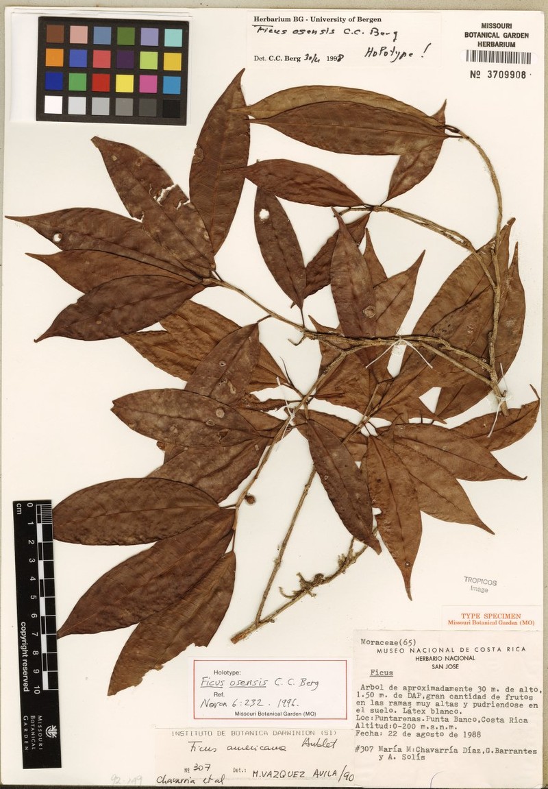 Ficus osensis photo 5