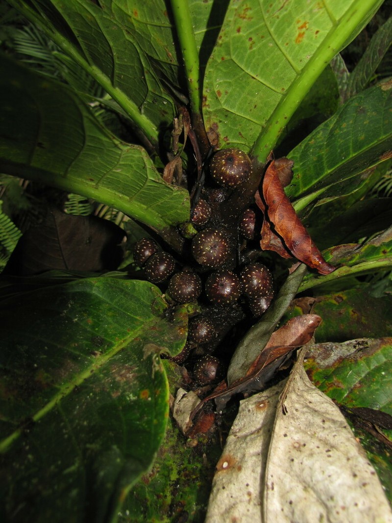 Ficus otophora photo 2