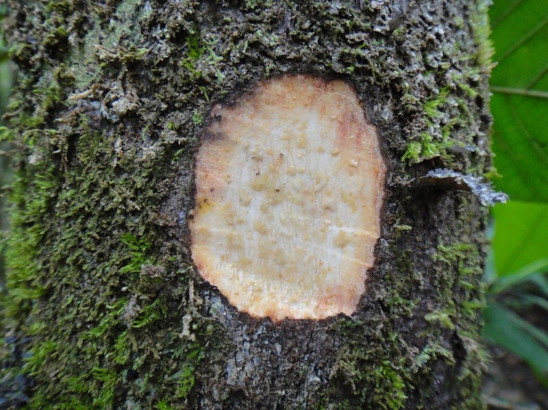 Ficus otophora photo 3