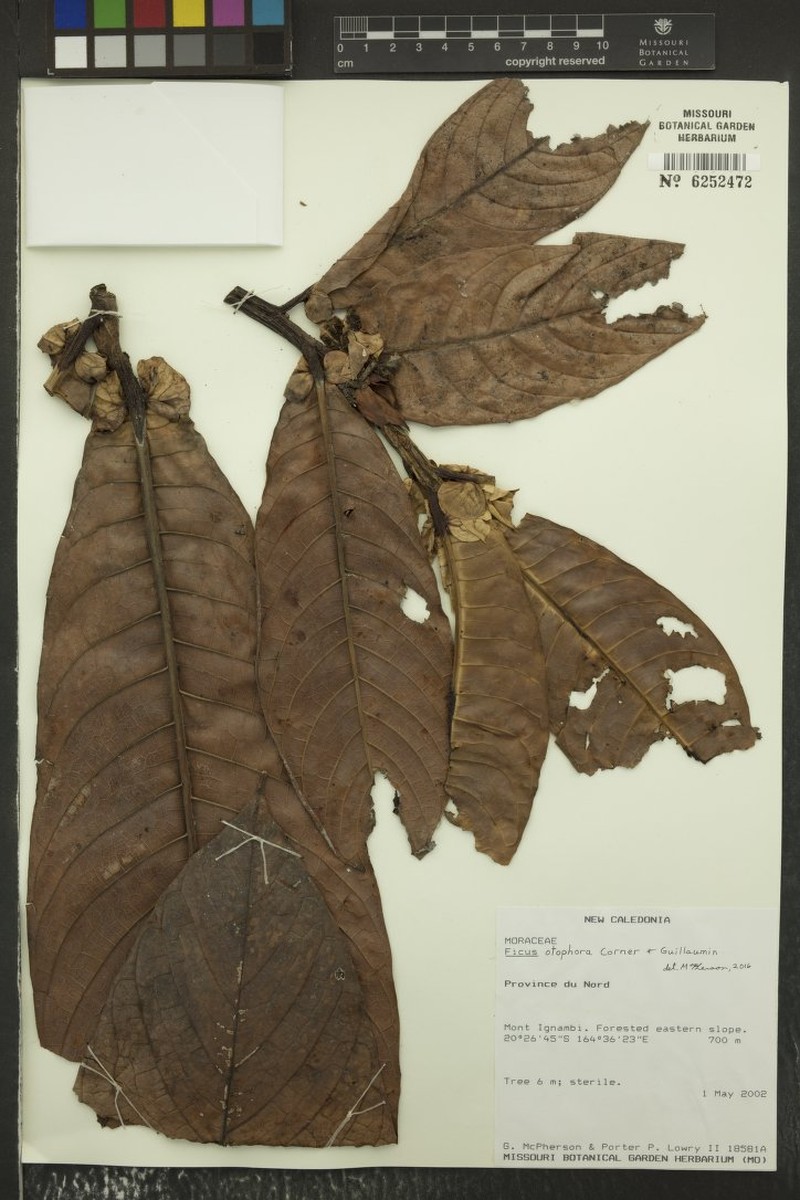 Ficus otophora photo 4
